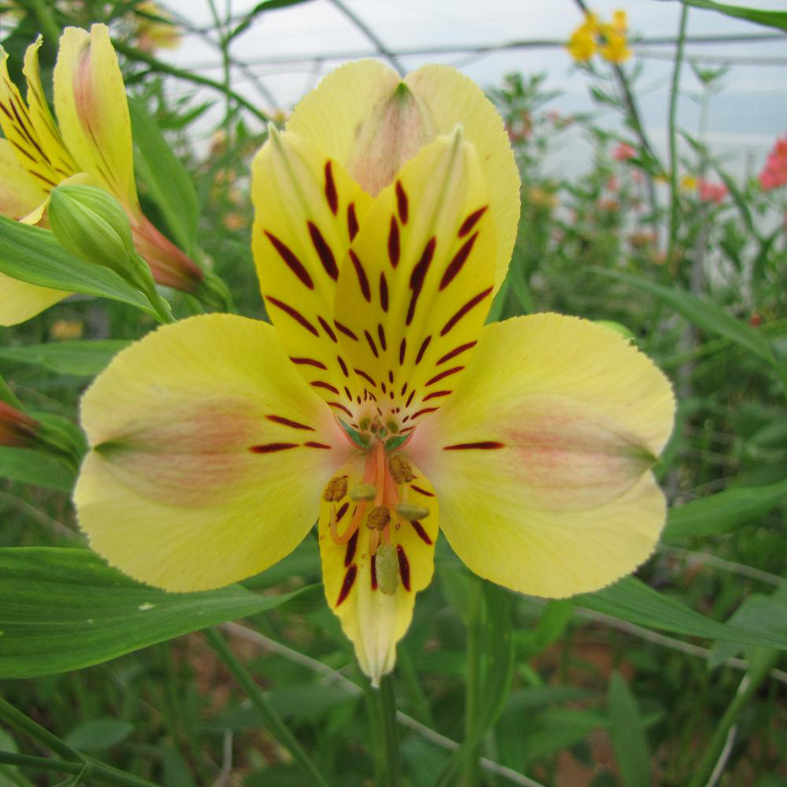 ALSTROEMERIA 'Layon'Â®