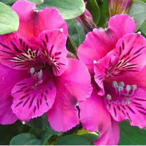 ALSTROEMERIA 'L�onie'