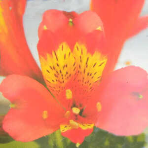 ALSTROEMERIA 'L�na'�