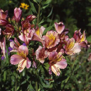 ALSTROEMERIA Ligtu Hybrids