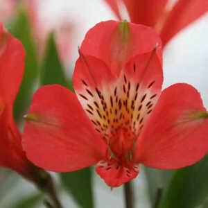 ALSTROEMERIA 'Louis'