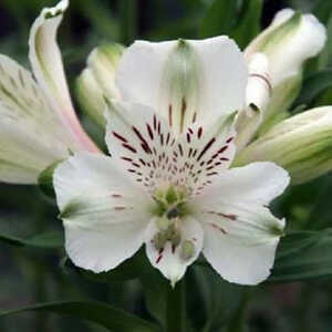 ALSTROEMERIA 'Mazé'®