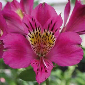 ALSTROEMERIA 'Montsoreau'®