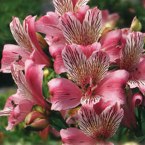 ALSTROEMERIA 'Neptune'