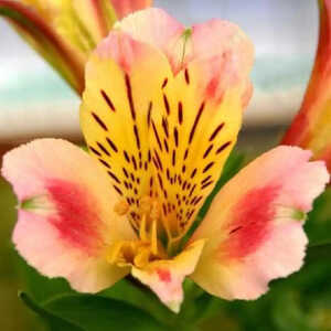 ALSTROEMERIA 'Pauline'