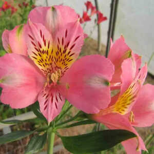 ALSTROEMERIA 'Pierre'