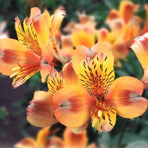 ALSTROEMERIA 'Saturne'