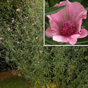 ALTHAEA cannabina