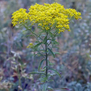 ALYSSUM montanum