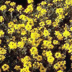 ALYSSUM montanum