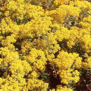 ALYSSUM murale (argenteum)