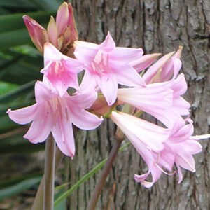 AMARYLLIS belladonna