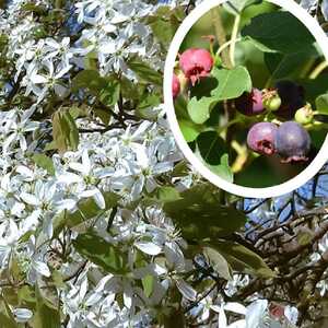 AMELANCHIER alnifolia 'Sleyt'