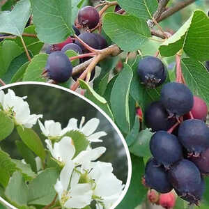 AMELANCHIER alnifolia 'Smokey'