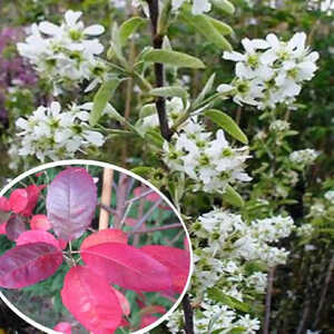 AMELANCHIER canadensis 'Glenn Form'