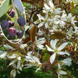 AMELANCHIER lamarckii