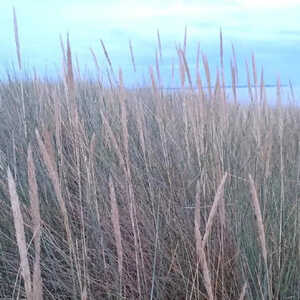 AMMOPHILA arenaria