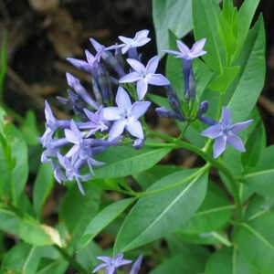 AMSONIA 'Blue Ice'