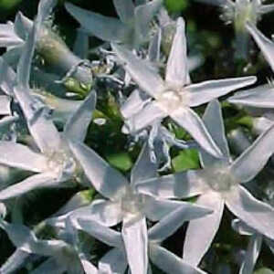 AMSONIA tabernaemontana