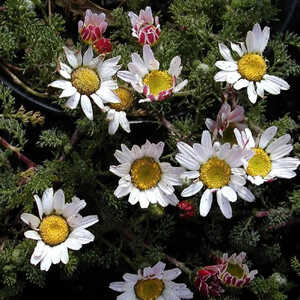 ANACYCLUS pyrethrum var. depressus