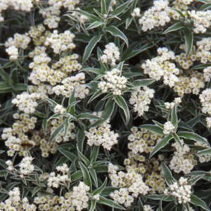 ANAPHALIS margaritacea