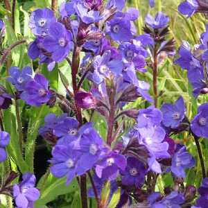ANCHUSA azurea 'Loddon Royalist'