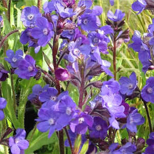 ANCHUSA azurea 'Loddon Royalist'