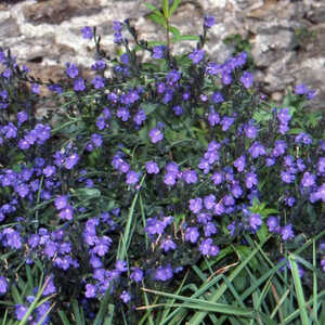 ANCHUSA azurea (italica)