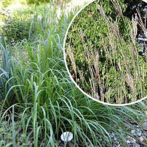 ANDROPOGON gerardii