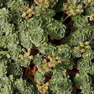 ANDROSACE sempervivoides