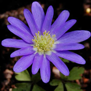 ANEMONE blanda 'Blue Shades'