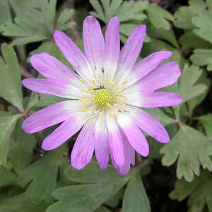 ANEMONE blanda 'Charmer