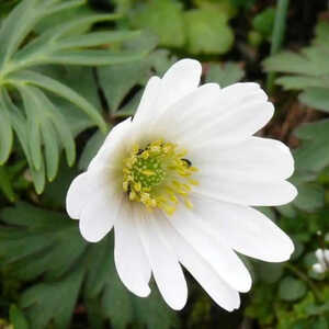 ANEMONE blanda 'White Splendour'