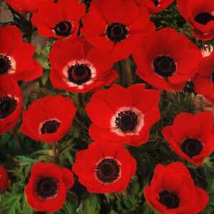 ANEMONE coronaria 'Hollandia'