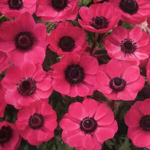 ANEMONE coronaria 'Sylphide'