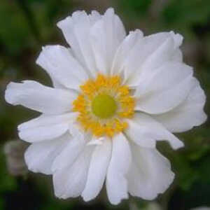 ANEMONE 'Couronne Virginale'