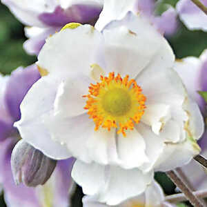 ANEMONE 'Dreaming Swan'