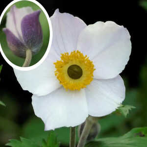 ANEMONE 'Elfin Swan'�