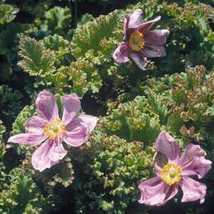 ANEMONE hupehensis 'Crispa'