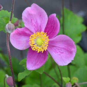 ANEMONE hupehensis 'Splendens'