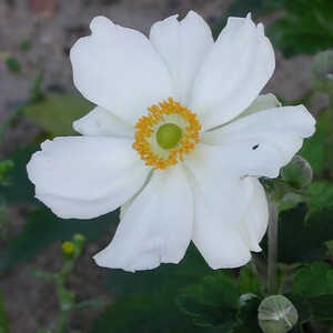 ANEMONE hybrida 'Honorine Jobert'