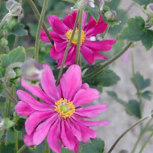 ANEMONE hybrida 'Rubra Plena'