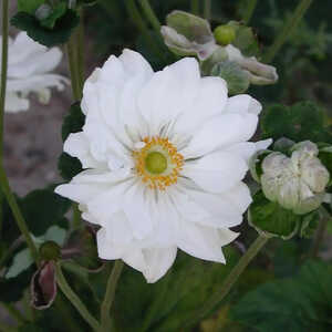 ANEMONE hybrida'Whirlwind'