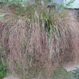 ANEMANTHELE lessoniana (STIPA arundinacea)