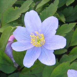 ANEMONE nemorosa 'Robinsoniana'