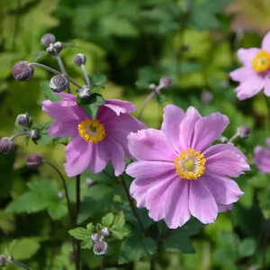 ANEMONE 'Serenade'