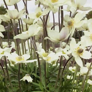 ANEMONE 'Spring Beauty White'