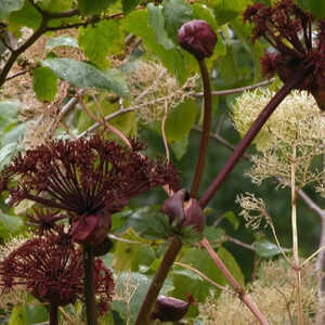 ANGELICA gigas