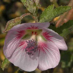 ANISODONTEA capensis