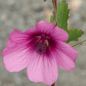 ANISODONTEA 'Magenta'